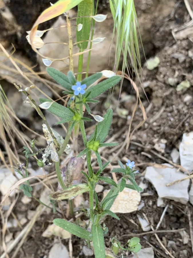 Buglossoides tenuiflora
