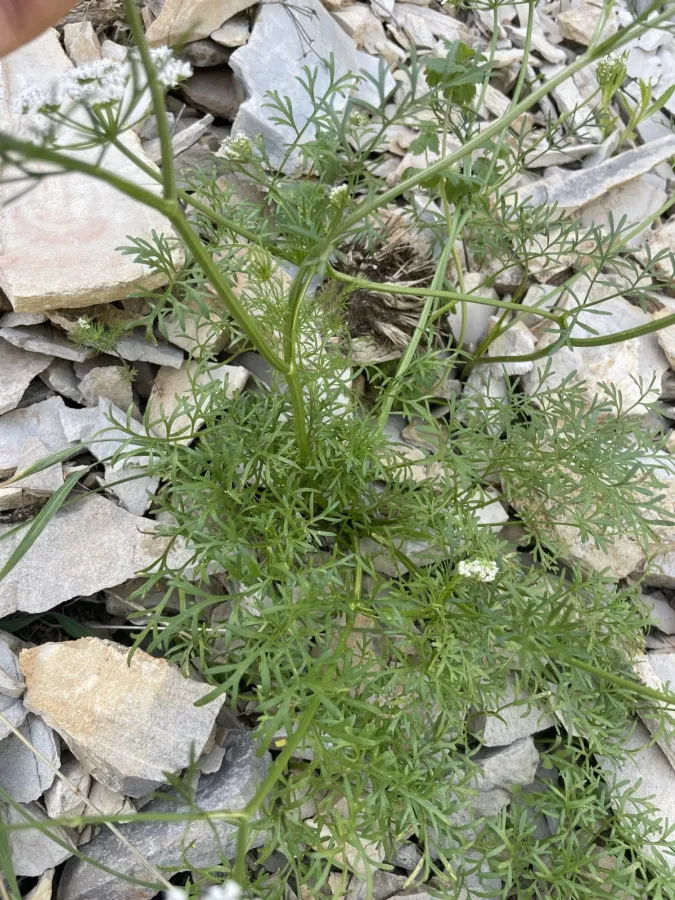 Bunium cornigerum