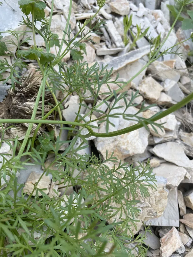 Bunium cornigerum