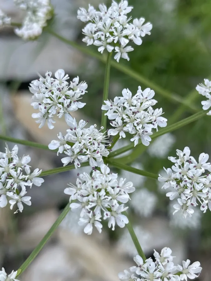 Bunium cornigerum