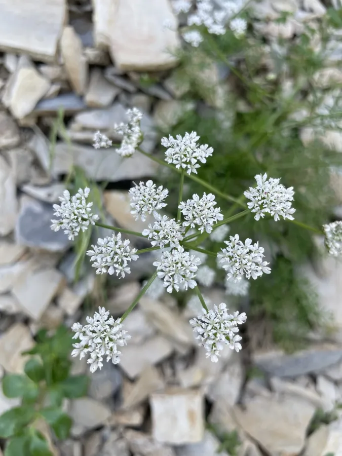 Bunium cornigerum