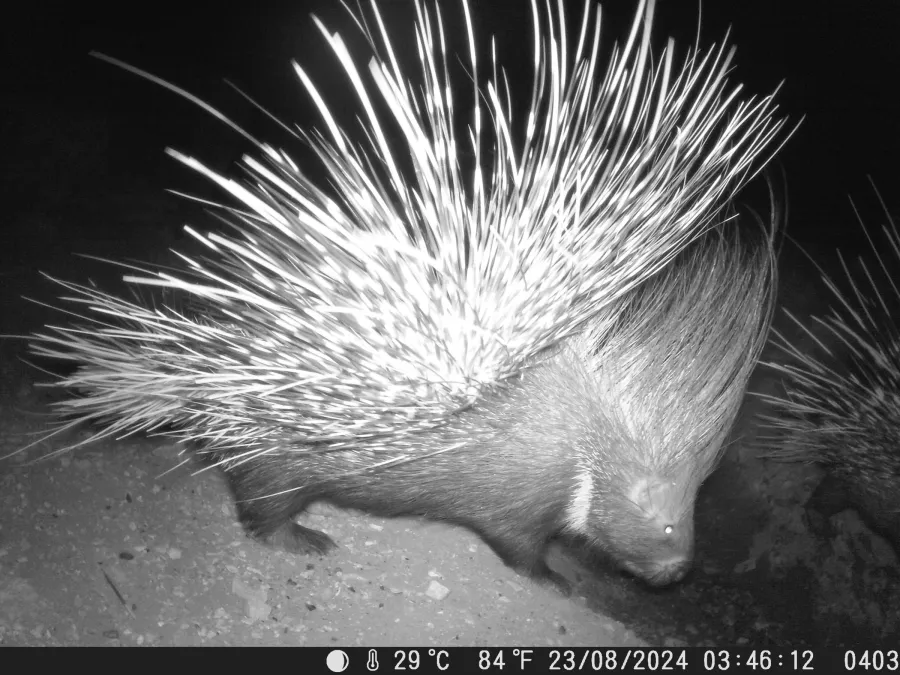 Indian Crested Porcupine
