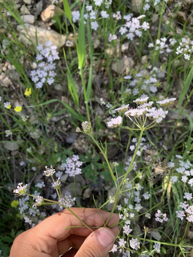 Bunium paucifolium