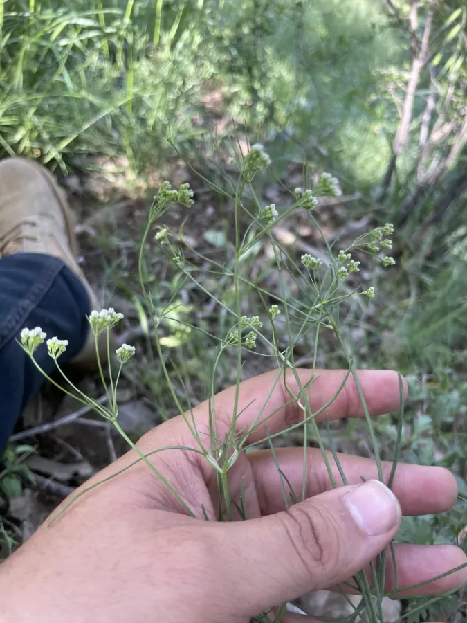 Bunium paucifolium