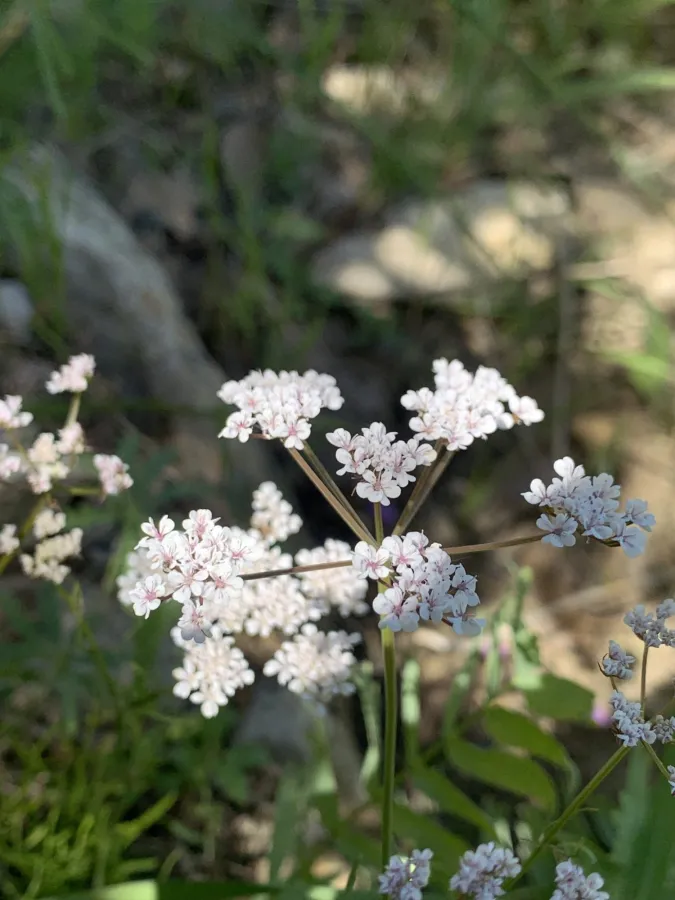 Bunium paucifolium