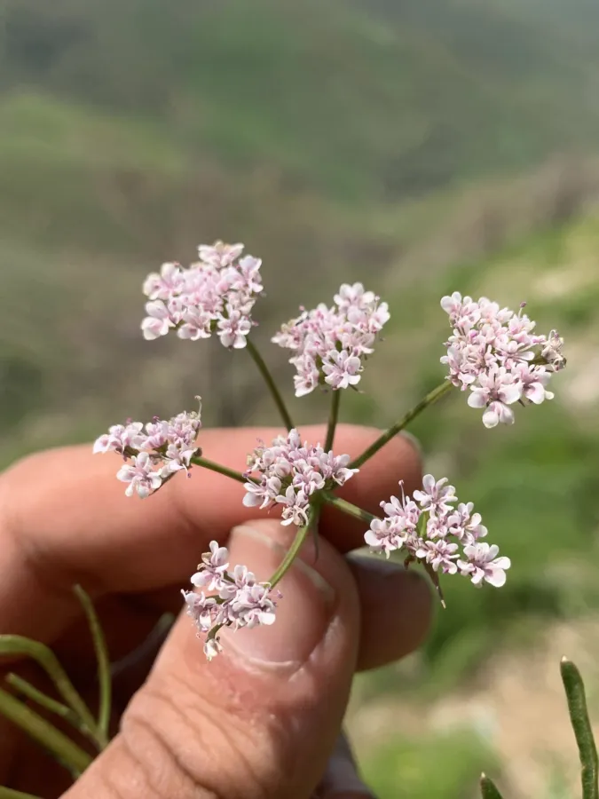 Bunium verruculosum
