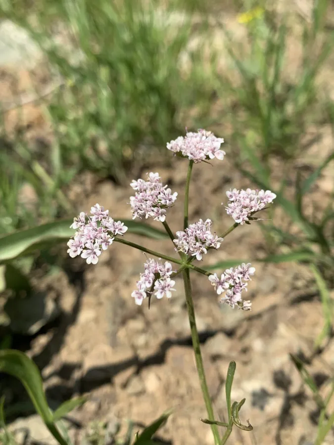 Bunium verruculosum