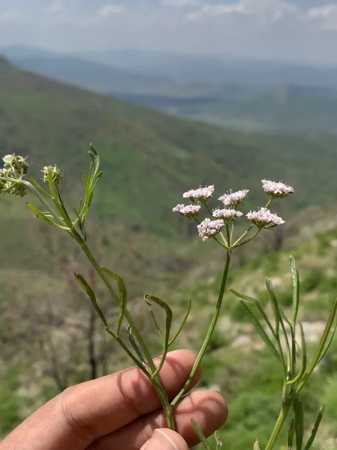 Bunium verruculosum