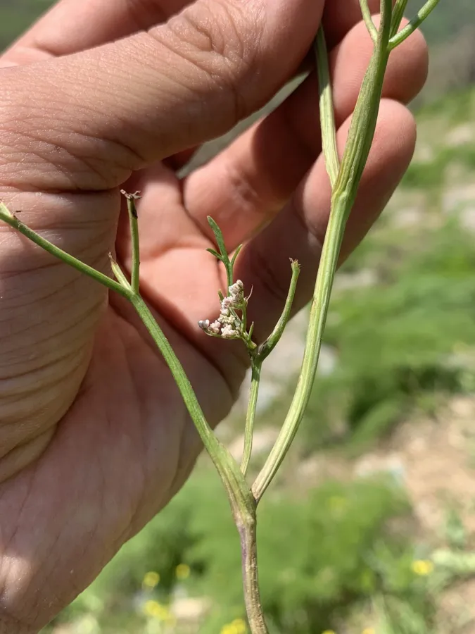Bunium verruculosum
