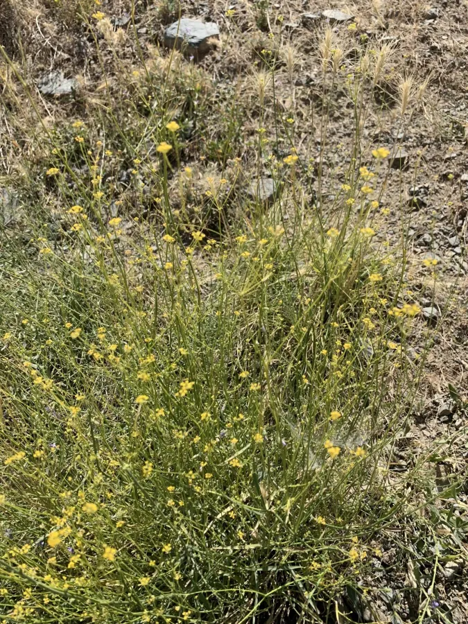 Bupleurum exaltatum