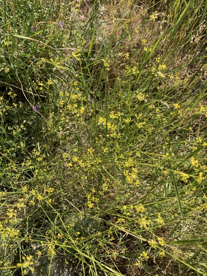 Bupleurum exaltatum