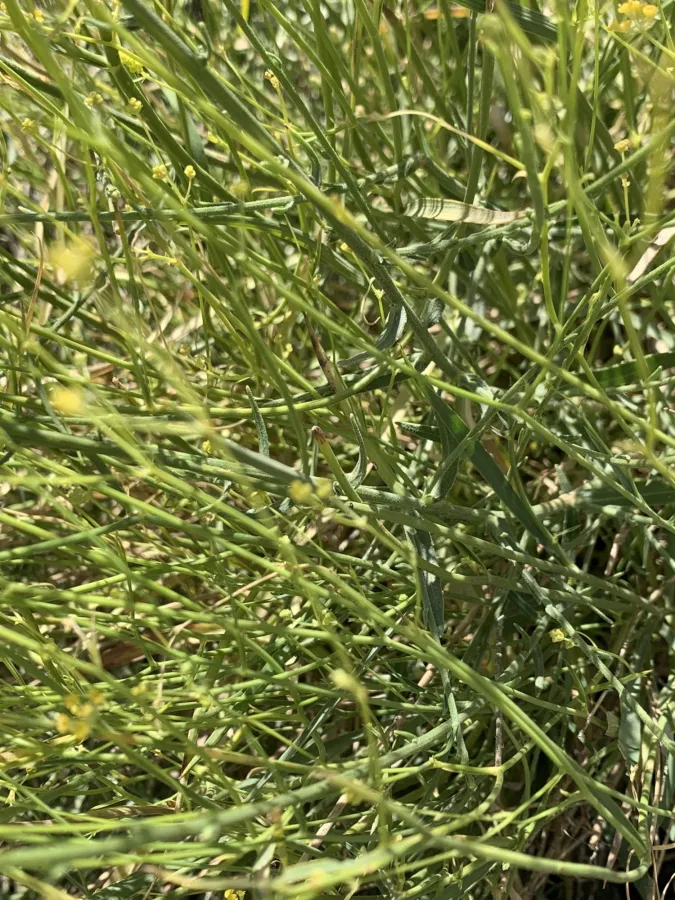 Bupleurum exaltatum