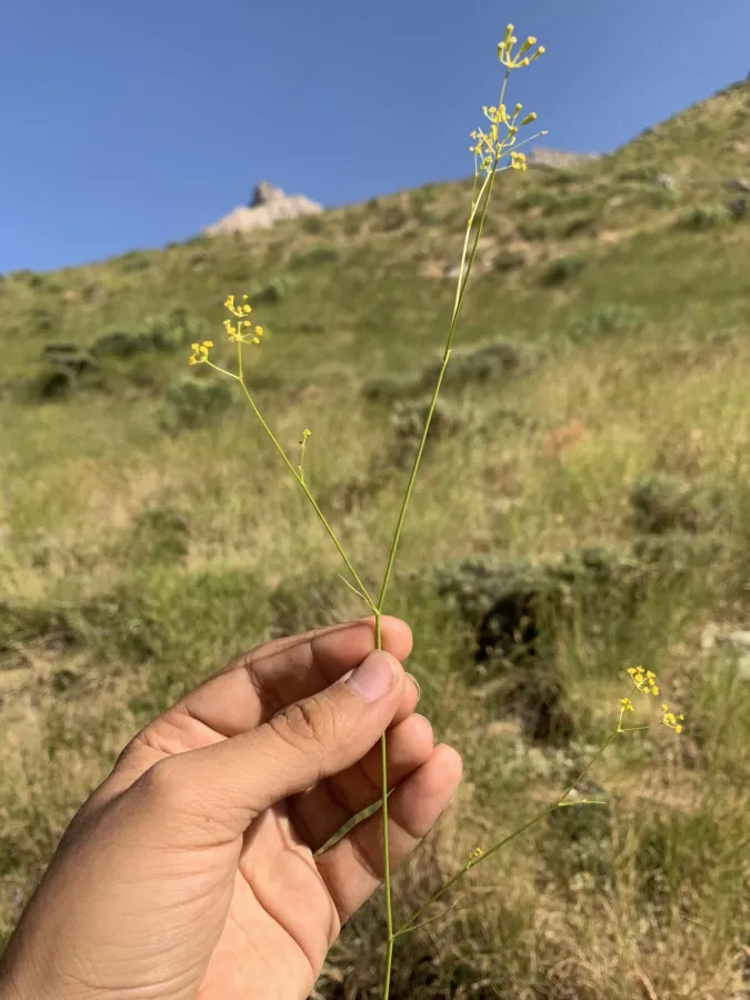 Bupleurum exaltatum