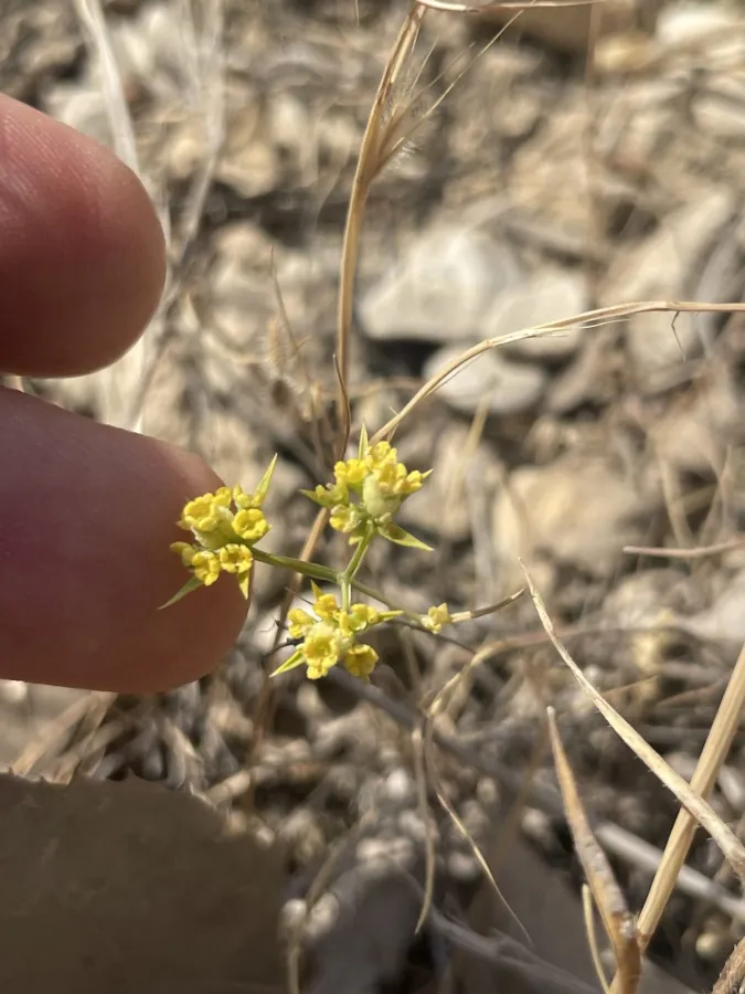 Bupleurum haussknechtii