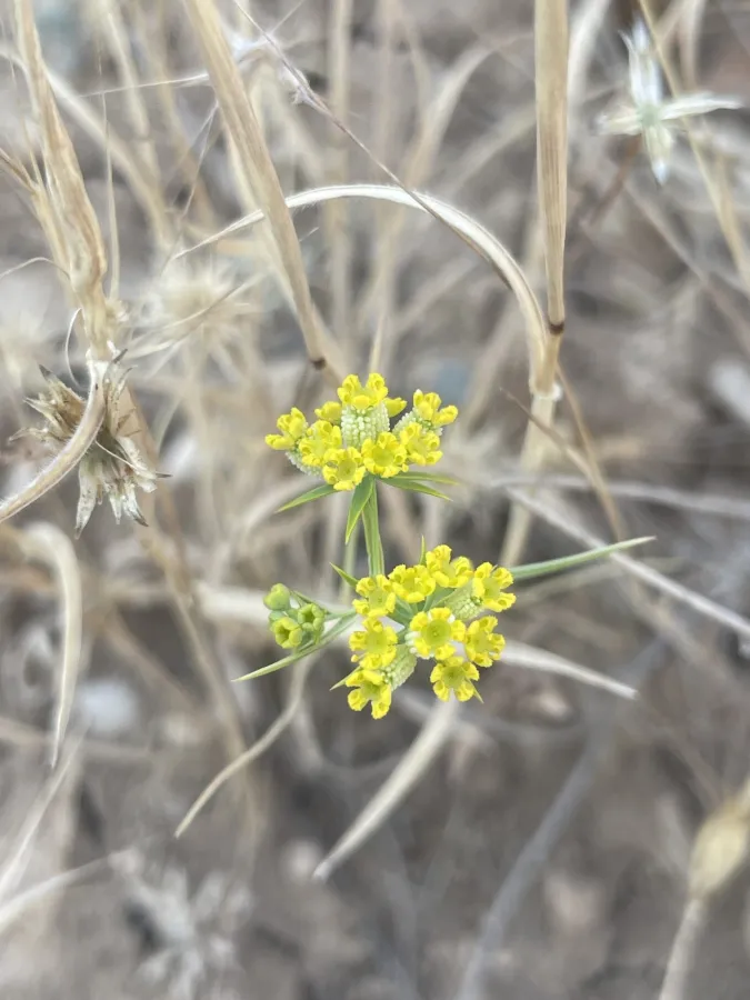 Bupleurum haussknechtii