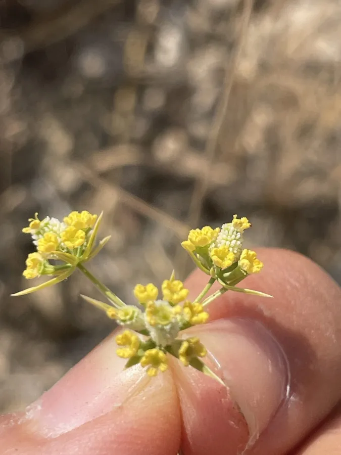 Bupleurum haussknechtii