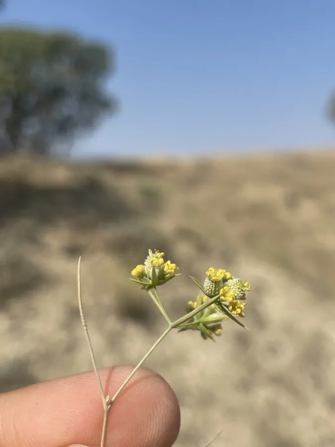 Bupleurum haussknechtii