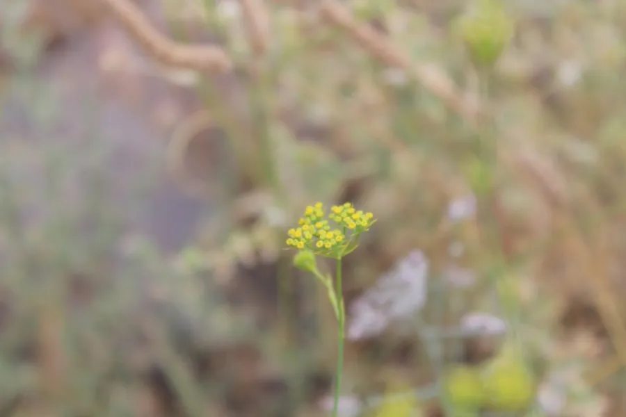 Bupleurum kurdicum