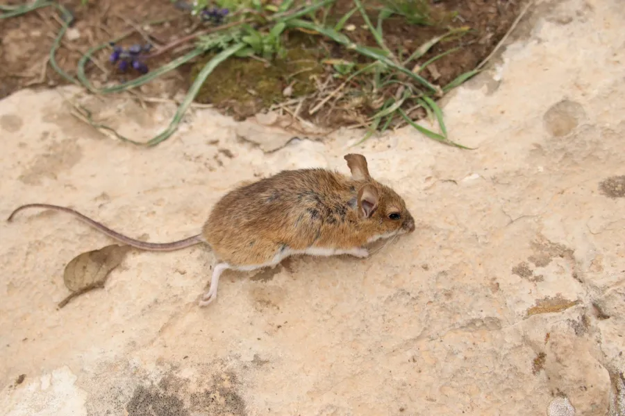 Yellow-necked Field Mouse