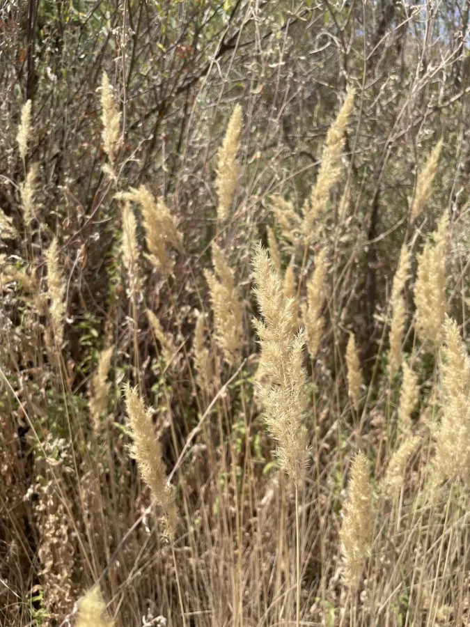 Calamagrostis pseudophragmites
