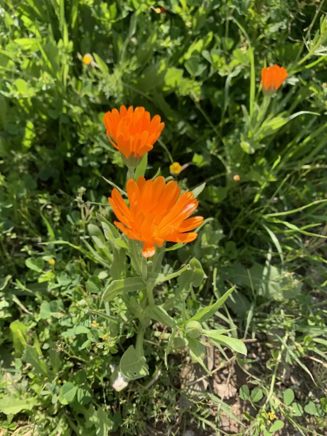Calendula officinalis
