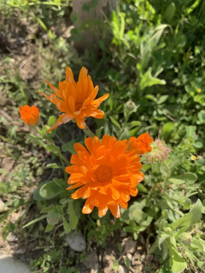 Calendula officinalis