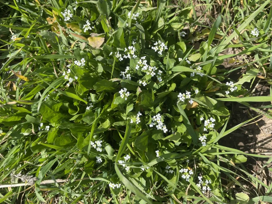 Calepina irregularis