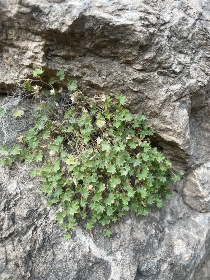 Campanula acutiloba