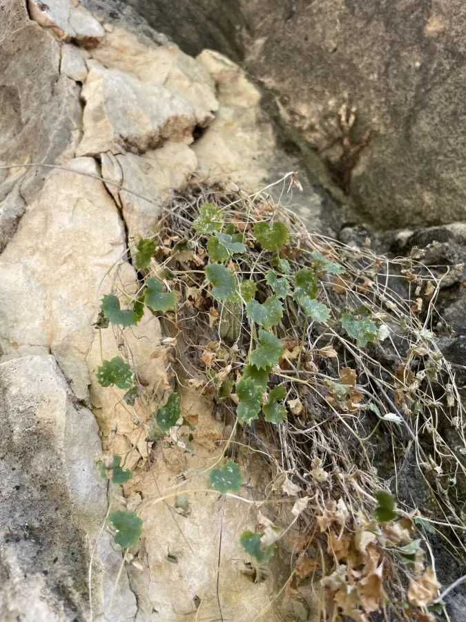 Campanula acutiloba