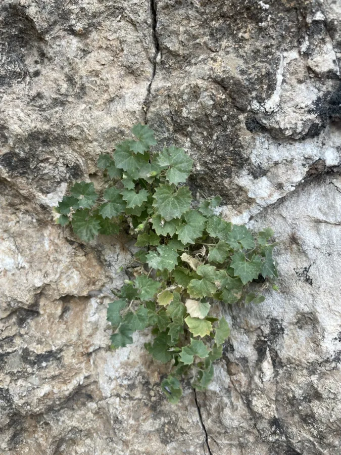 Campanula acutiloba