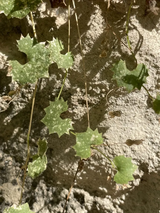 Campanula acutiloba