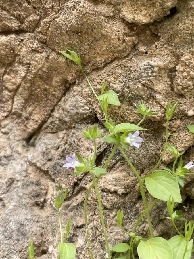 Campanula erinus