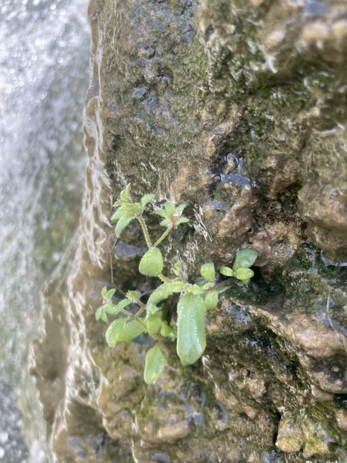 Campanula erinus