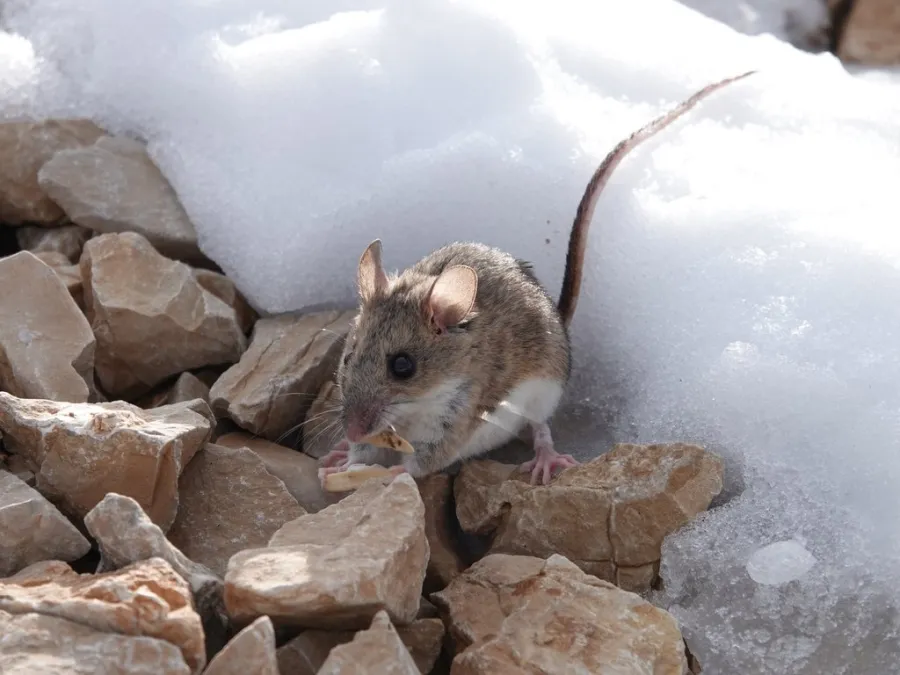 Steppe Field Mouse