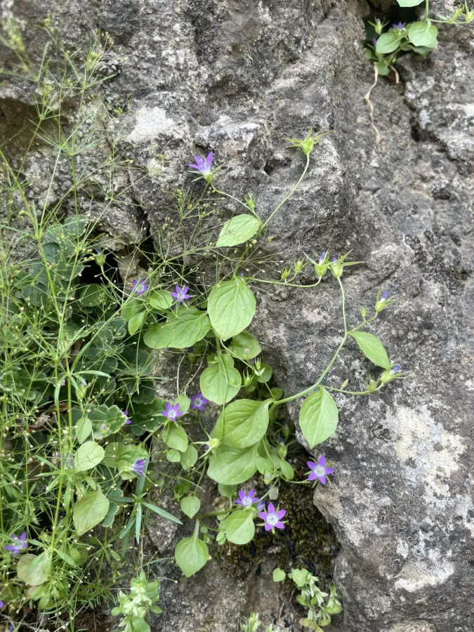 Campanula flaccidula