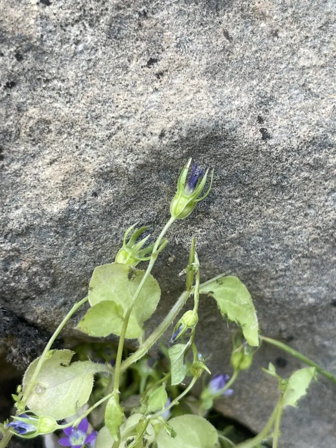 Campanula flaccidula
