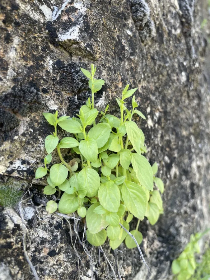 Campanula flaccidula