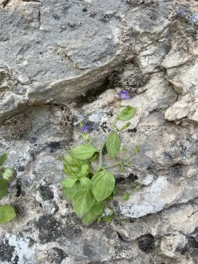 Campanula flaccidula