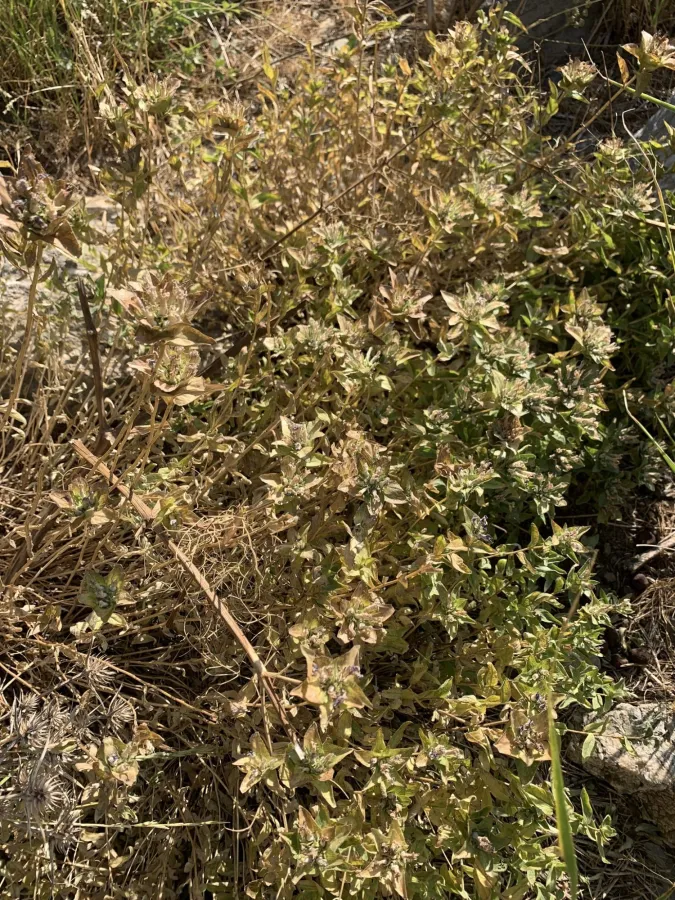 Campanula involucrata