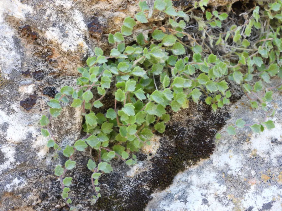 Campanula mardinensis