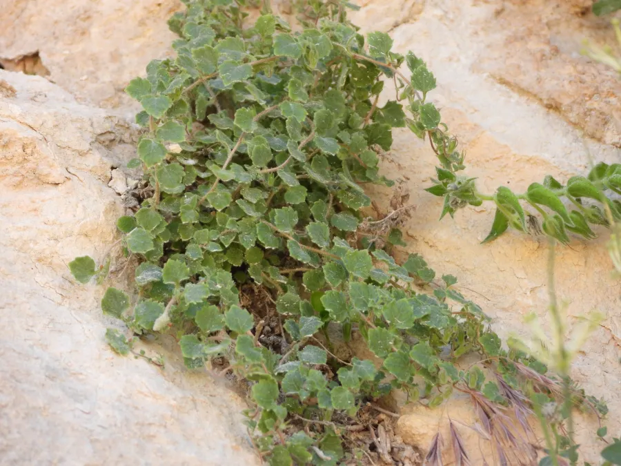 Campanula mardinensis