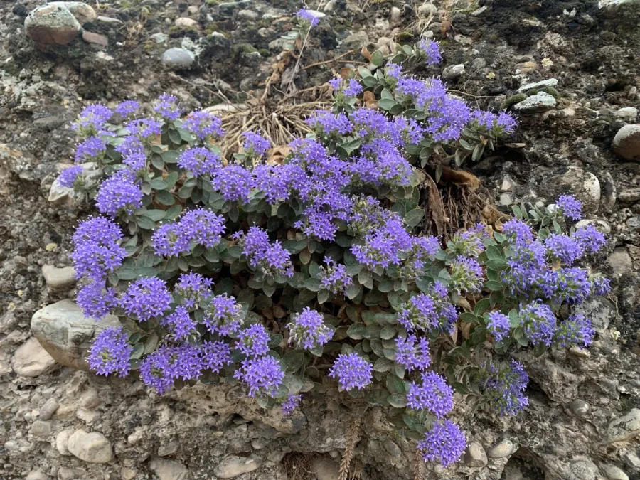 Campanula postii