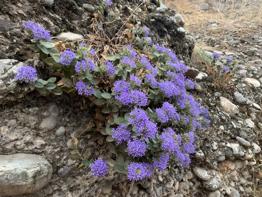 Campanula postii