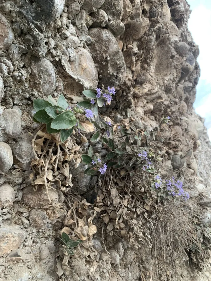 Campanula postii