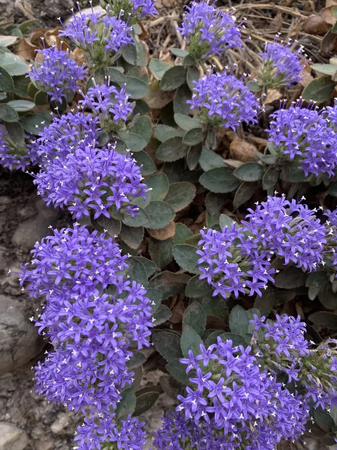 Campanula postii