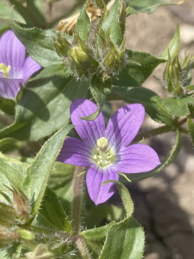 Campanula propinqua