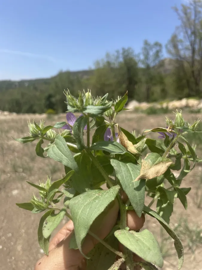 Campanula propinqua