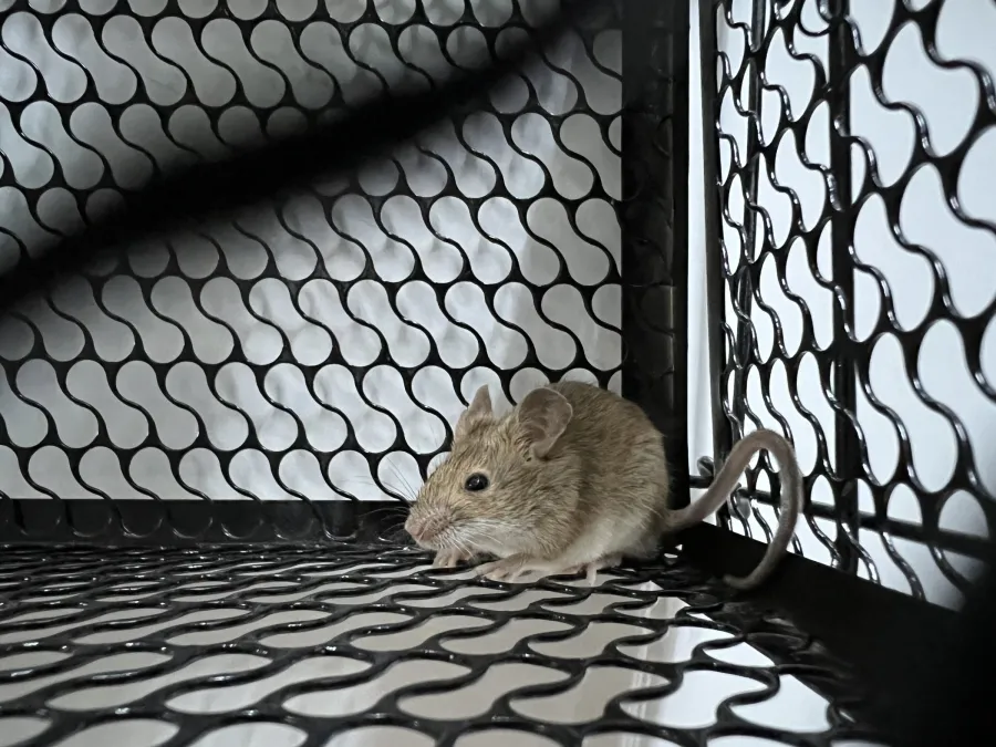 House Mouse