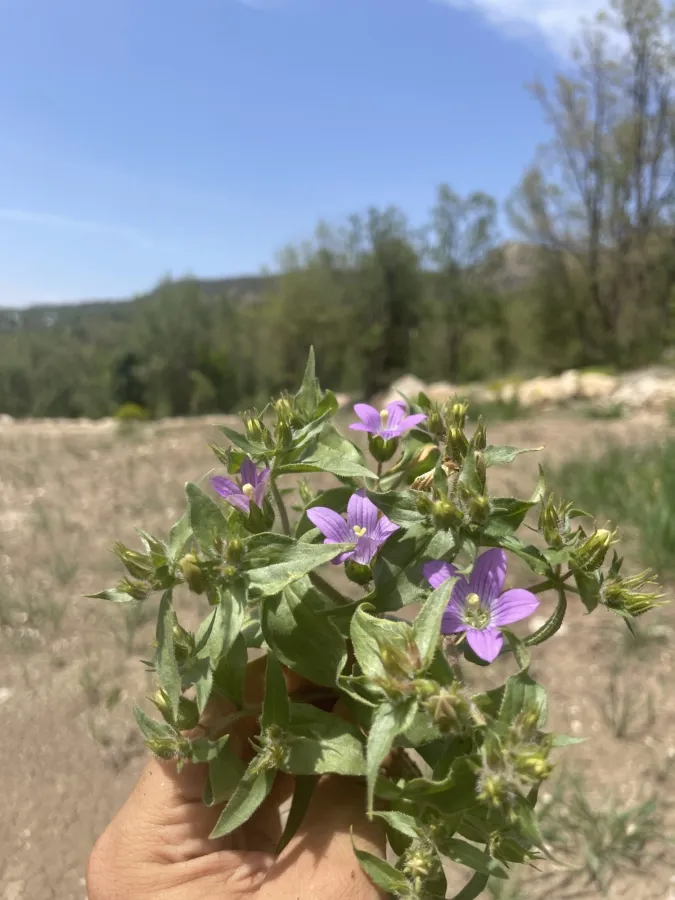 Campanula propinqua