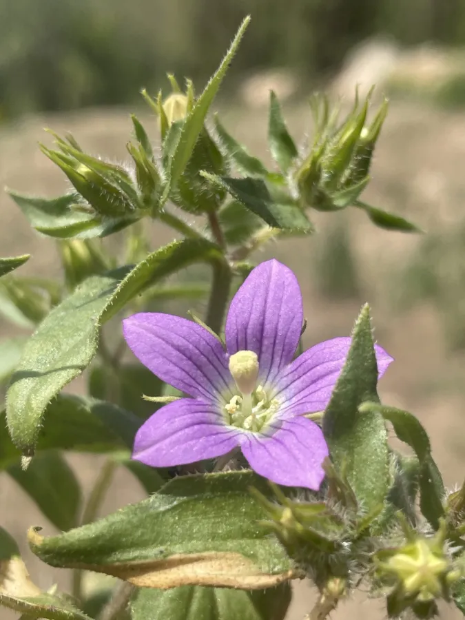 Campanula propinqua